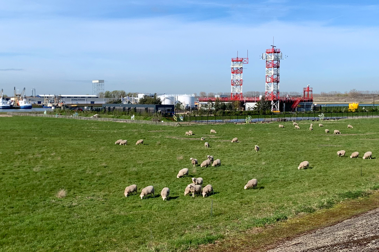 Foto van de begrazing rondom het Offshore Expertise Centrum